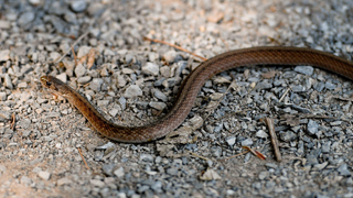 Lucky Australia man finds free snake in bag of Aldi lettuce